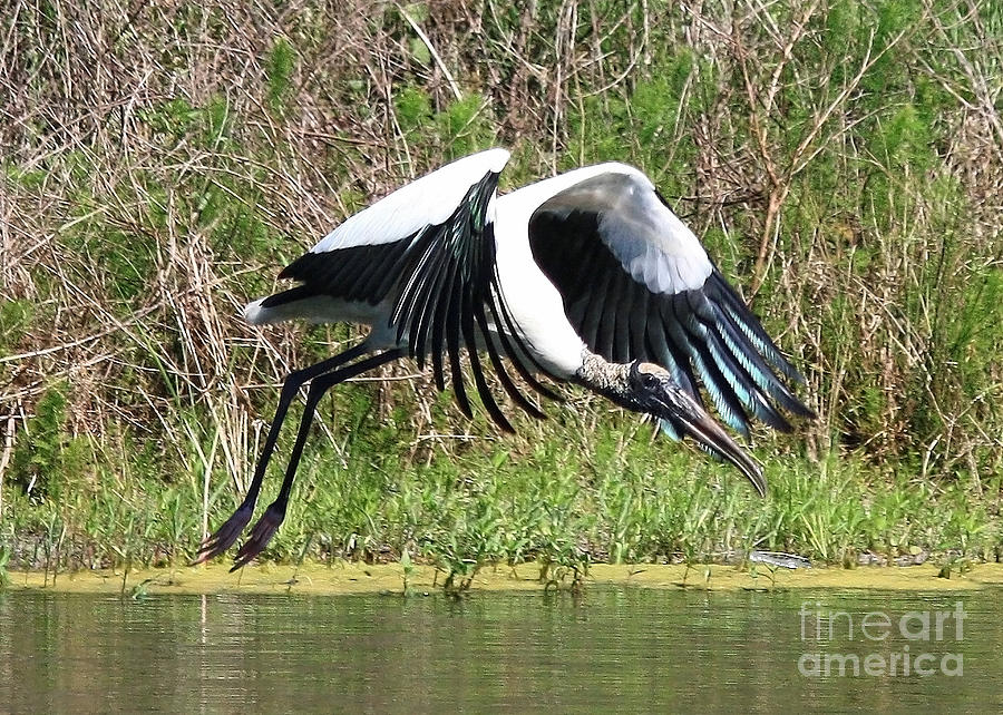 Wood Stork over the Pond Photograph by Carol Groenen