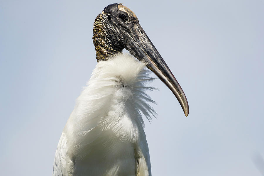 Wood Stork Portrait Photograph by Fran Gallogly