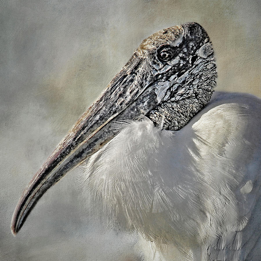 Wood Stork Portrait Photograph by HH Photography of Florida
