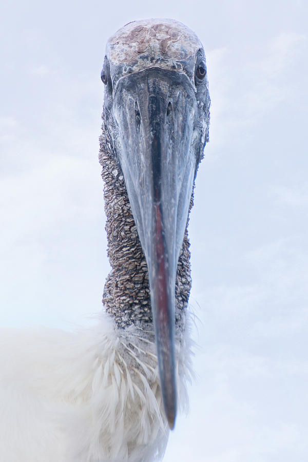 Wood Stork Says Hi Photograph by Mark Andrew Thomas