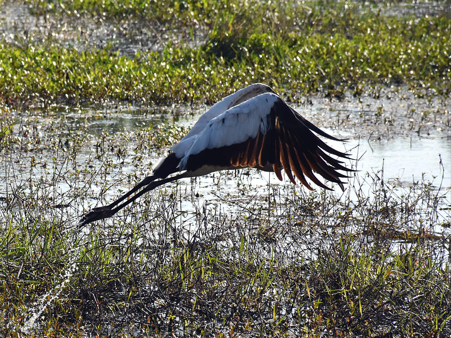 Wood Stork taking off Photograph by Christopher Mercer