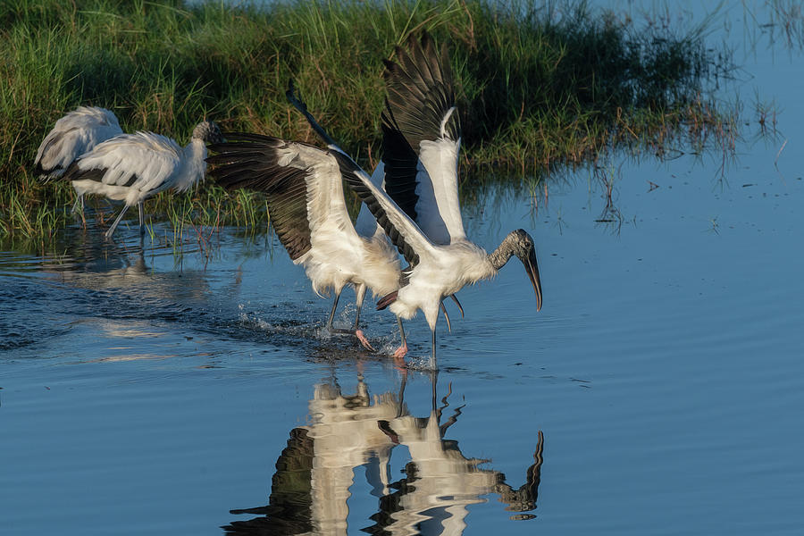 Wood stork taking off from the water Photograph by Dan Friend