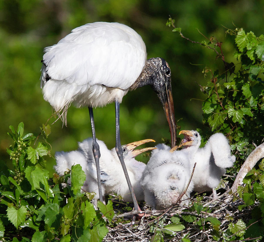 Wood Stork Tending the Nest Photograph by Jerry Fornarotto
