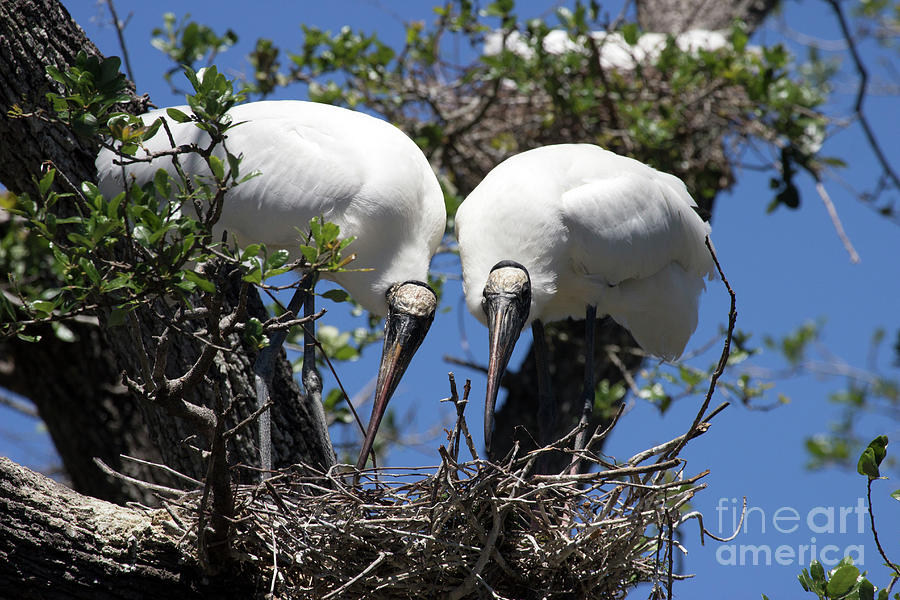 Wood Storks Photograph by Jeannette Hunt