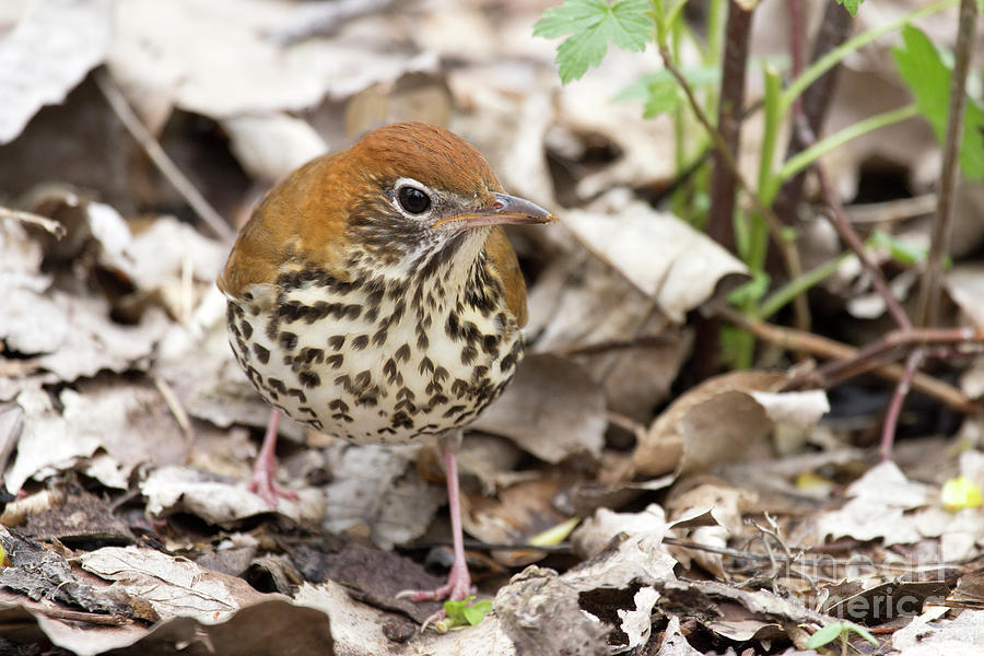 Wood Thrush Series Photograph by Jeannette Hunt