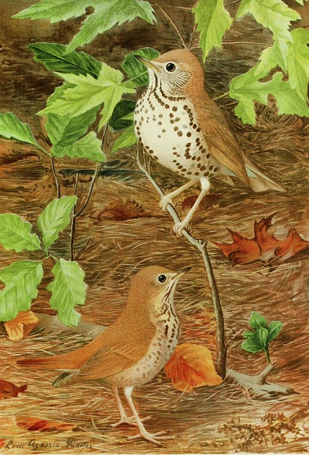 Bird Painting - Wood Thrush,hermit Thrush by Louis Agassiz Fuertes