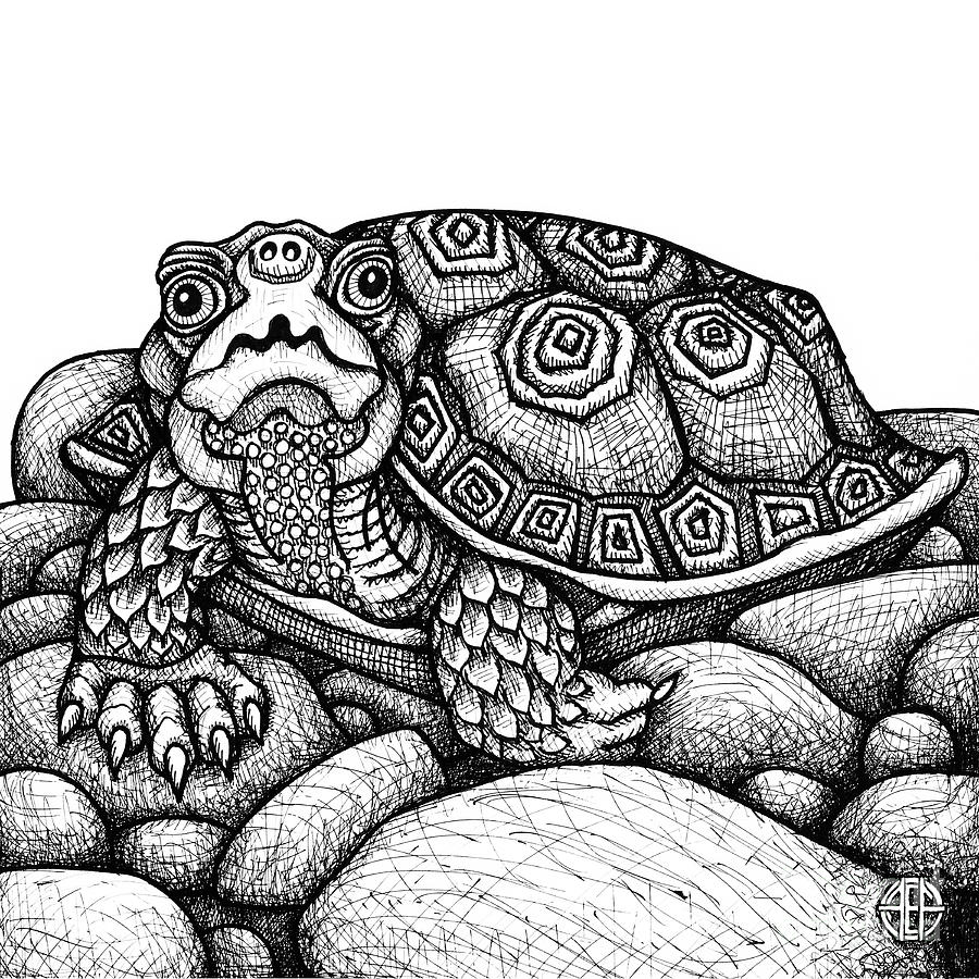 Wood Turtle Drawing by Amy E Fraser