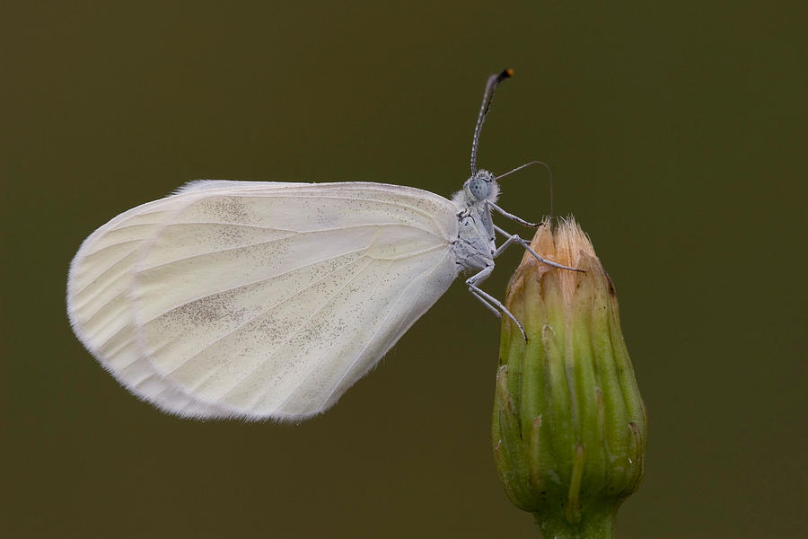 Wood White Butterfly Photograph by David Hosking