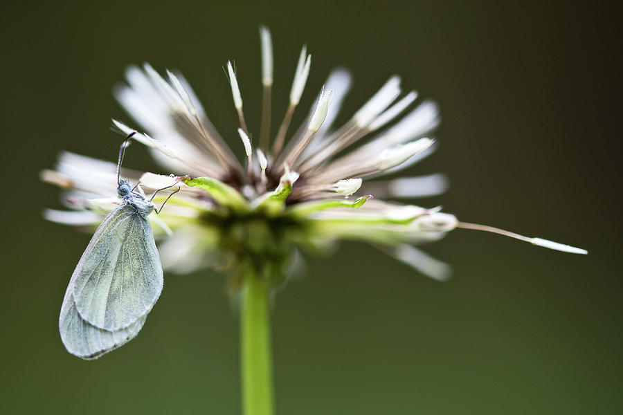 Wood White Butterfly, Italy Digital Art by Luciano Gaudenzio