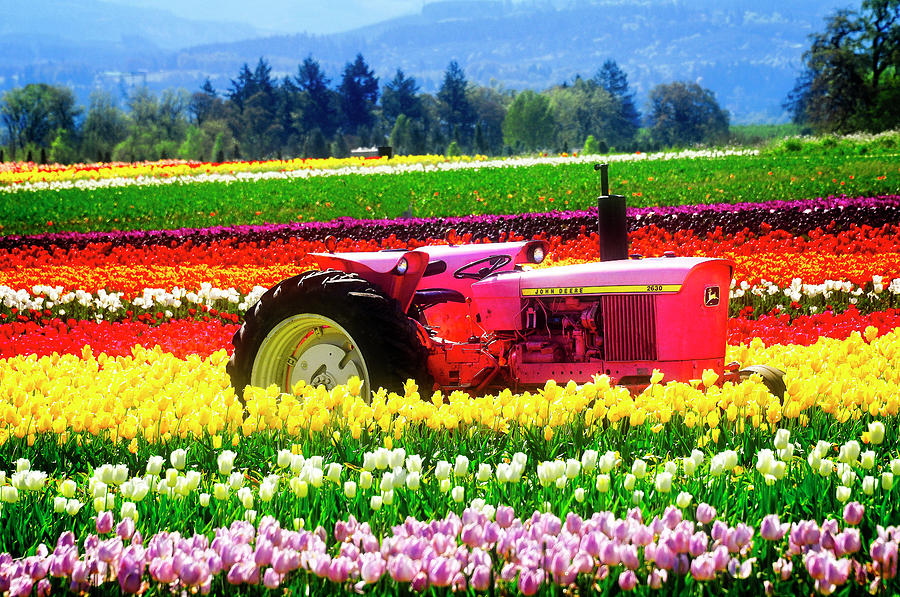 Woodburn Oregon - Garden with the Pink Tractor Photograph by Image ...