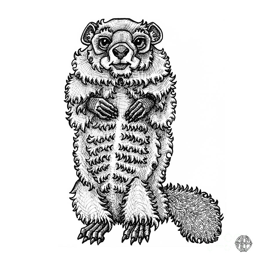 Woodchuck Drawing by Amy E Fraser