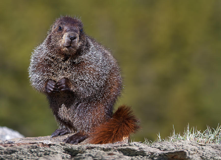 Animal Photograph - Woodchuck, Marmota Monax by Verdon