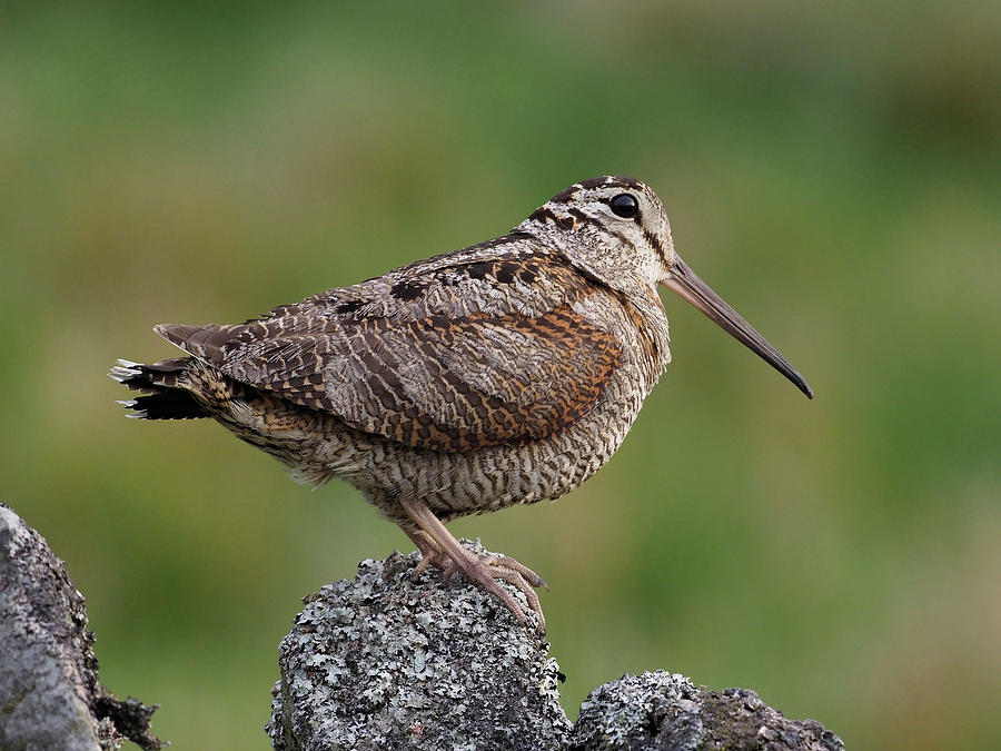 Woodcock Female Perched On Dry Stone Wall, Upper Teesdale Photograph by Andy Sands / Naturepl.com Woodcock Female Perched On Dry Stone Wall, Upper Teesdale Photograph by Andy Sands / Naturepl.com