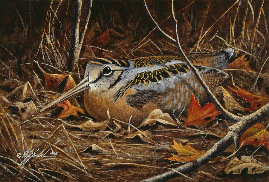 Bird Painting - Woodcock In Hiding by Wilhelm Goebel