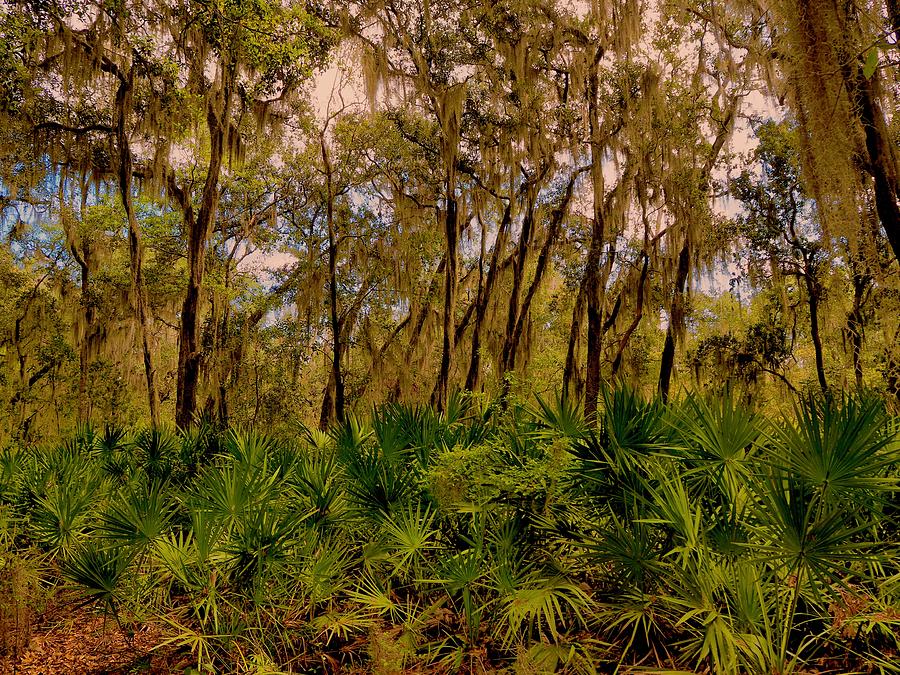 Wooded Palmettos Photograph by Alida M Haslett