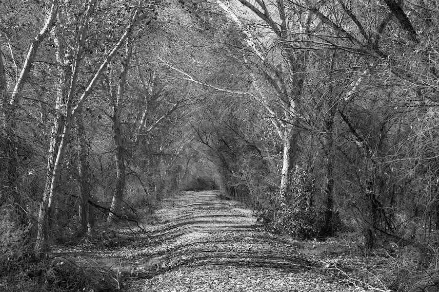 Wooded Path Black and White Photograph by Allan Van Gasbeck