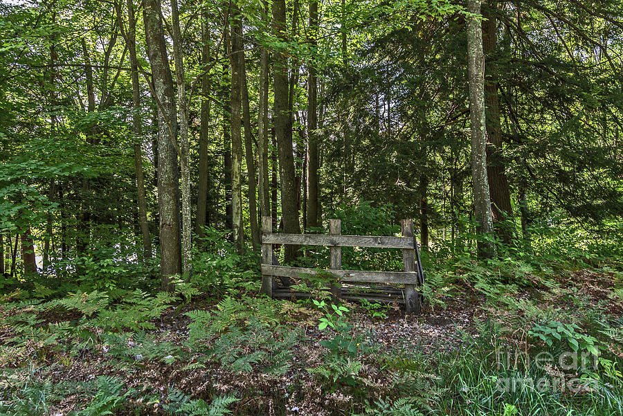 Wooden Barrier in the Woods Photograph by Sue Smith