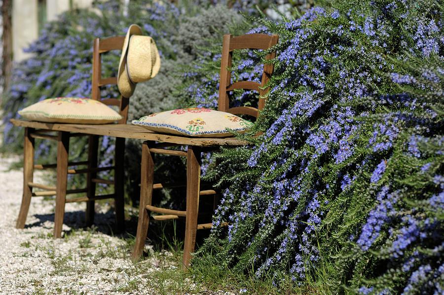 Wooden Board With Embroidered Cushions Laid Over Old Kitchen Chairs In Front Of Flowering Rosemary Hedge Photograph by Olimpia Lalli