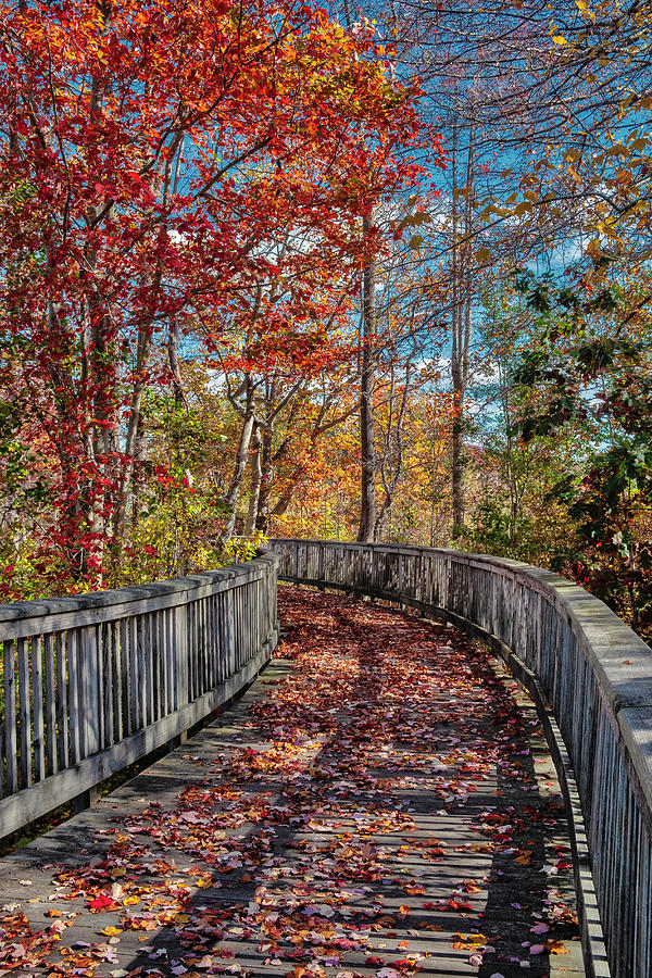 Wooden Boardwalk In The Autumn Photograph By Lisa S. Engelbrecht - Fine 