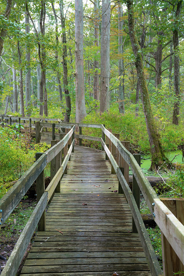 Wooden Boardwalk Trail, Twin Swamps Photograph by Anna Miller | Fine ...