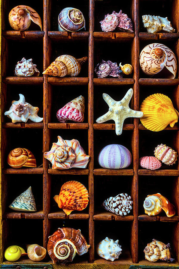 Wooden Box Full Of Shells Photograph by Garry Gay