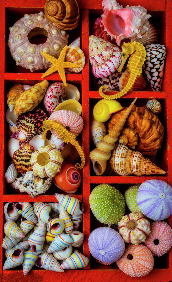 Wooden Compartments Full Of Seashells Photograph by Garry Gay