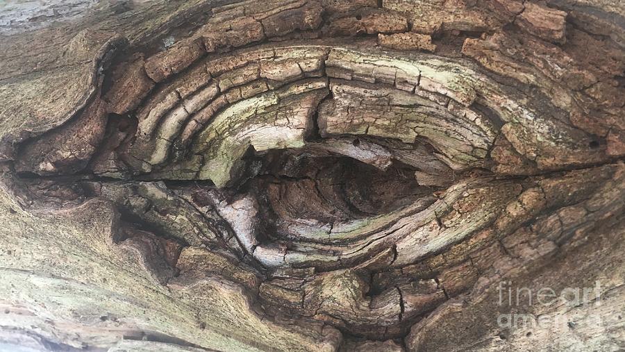 Wooden  Dragon Eye Photograph by Jeffrey Koss