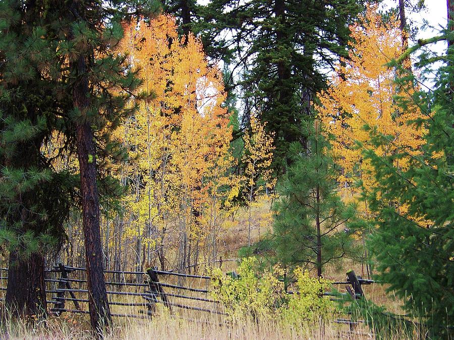 Wooden Fence in Autumn Photograph by Julie Rauscher