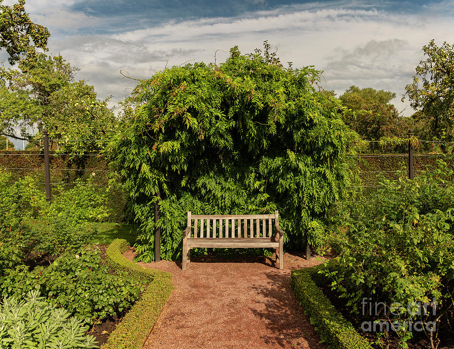 Wooden garden bench Photograph by Sophie McAulay