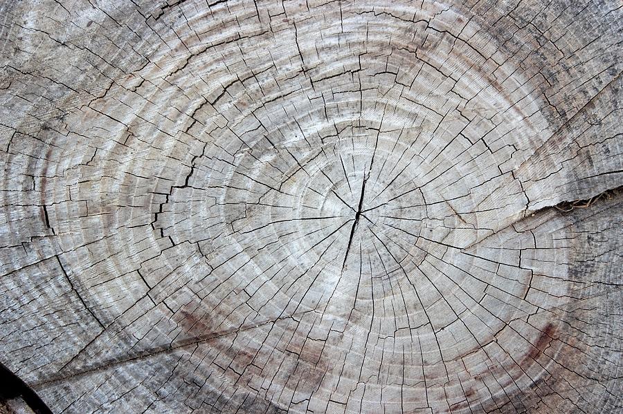 Wooden Log Texture Photograph