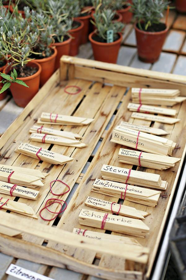 Wooden Markers For Labelling Herbs In Garden In Front Of Small Potted Lavender Plants Photograph by Alexandra Panella