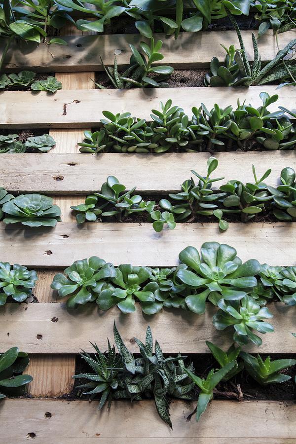 Wooden Pallet Planted With Succulents And Mounted On Wall Photograph by Laura Rizzi