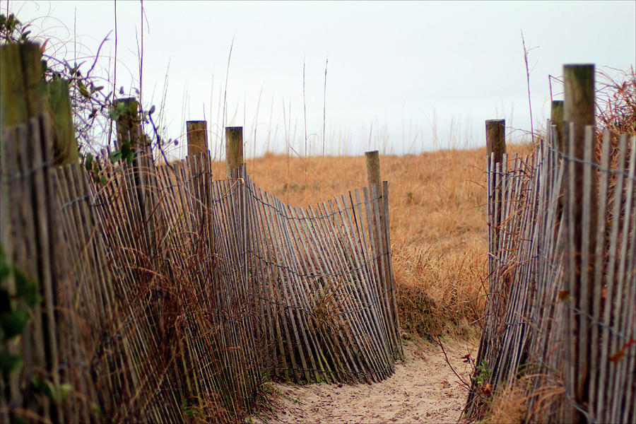 Wooden Sand Fence Photograph by Cynthia Guinn