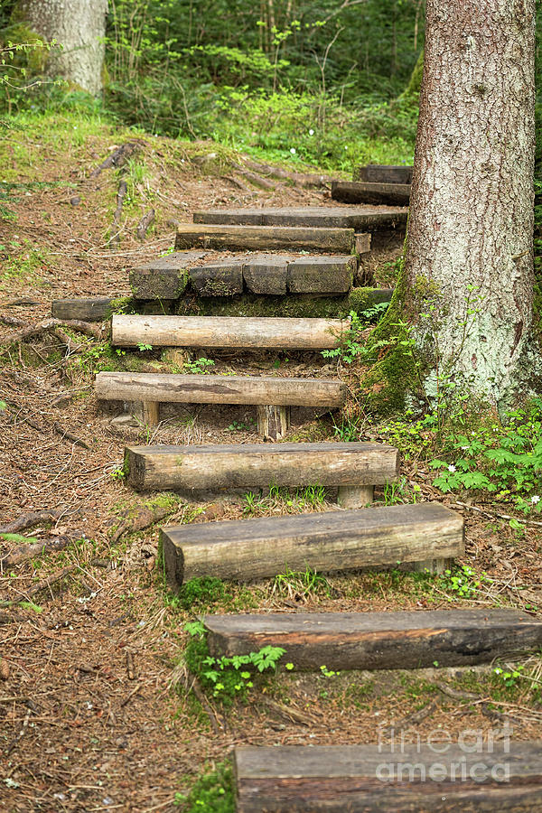 Wooden stairs on a forest trail Photograph by Les Palenik