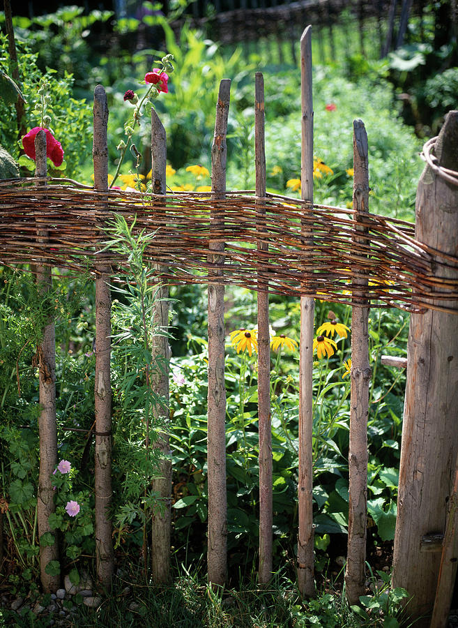 Wooden Wicker Fence For The Cottage Garden Photograph by Friedrich Strauss