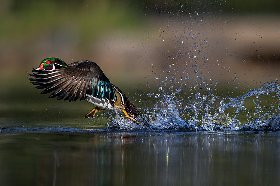 Woodie The Duck Photograph by Verdon