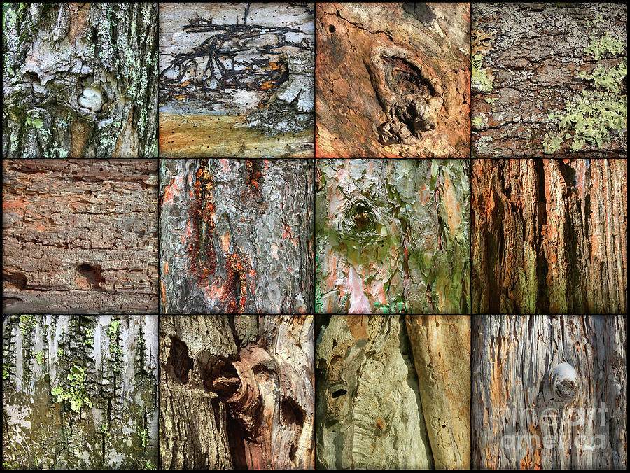 Woodland Abstracts Tree Texture Tiles A Photograph by Amy E Fraser