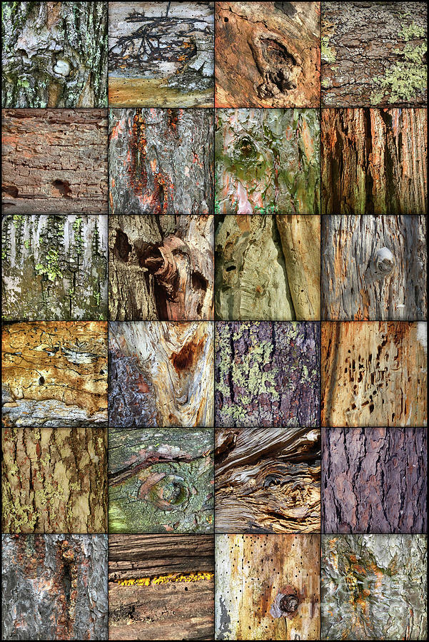 Woodland Abstracts Tree Texture Tiles Photograph by Amy E Fraser
