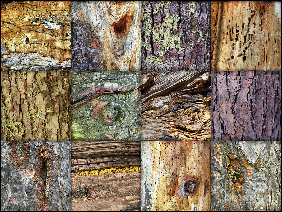 Woodland Abstracts Tree Texture Tiles B Photograph by Amy E Fraser ...