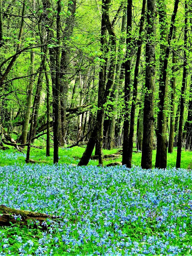 Woodland Bluebells  Photograph by Lori Frisch