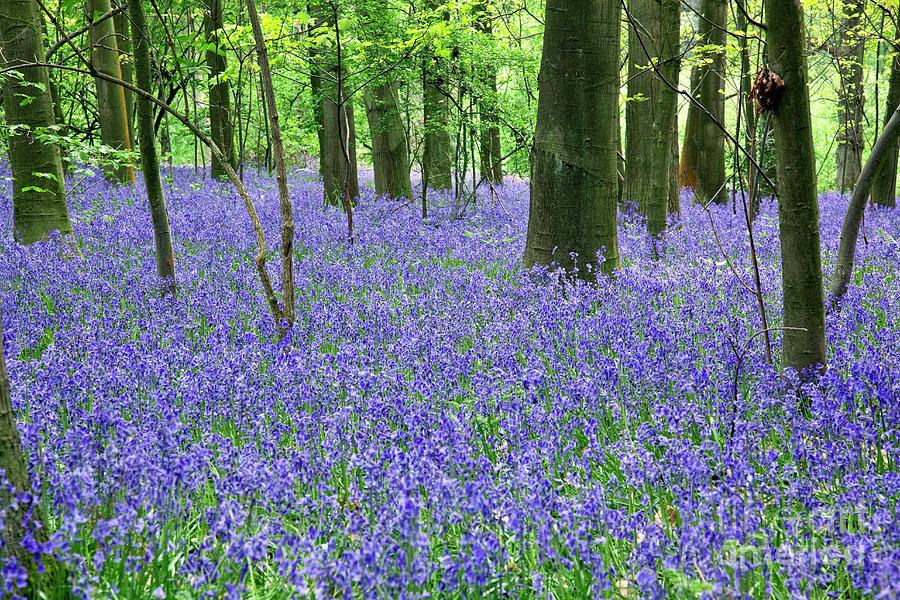 Woodland Bluebells Photograph by Martyn F. Chillmaid/science Photo Library