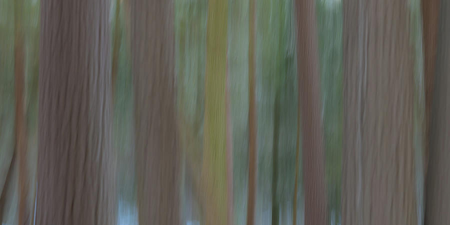 Woodland Camera Oil Painting Photograph by Zach Hall - Fine Art America