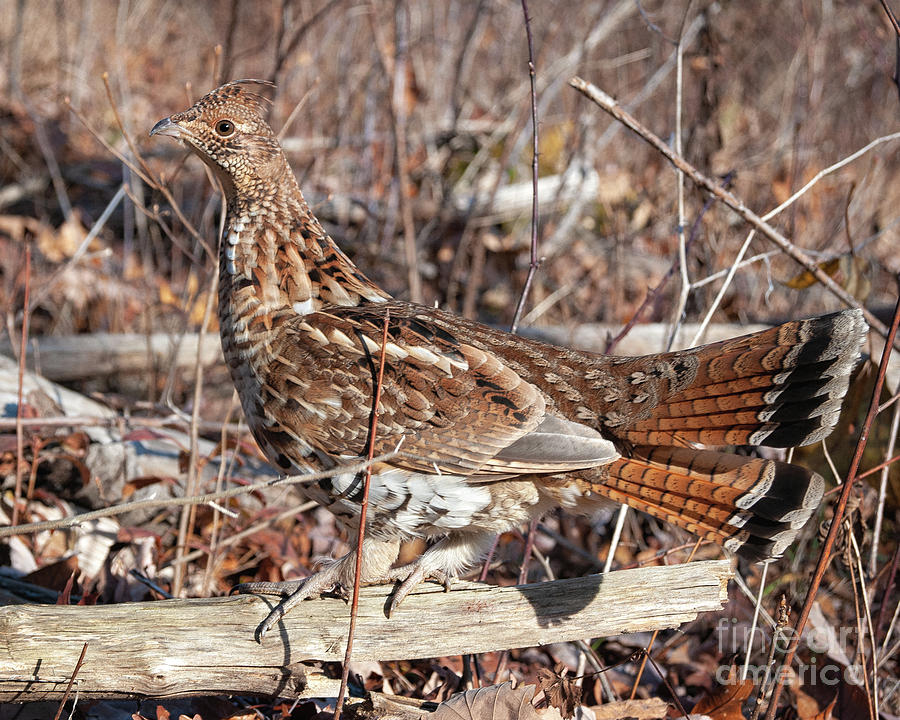 Woodland Camouflage Ruffed Grouse Photograph By Timothy Flanigan Fine Art America