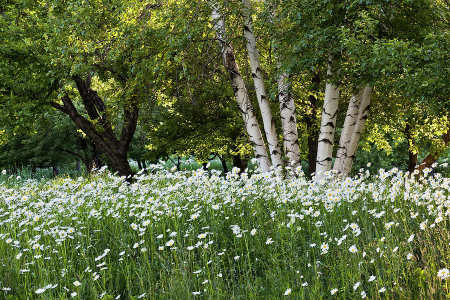 Spring Photograph - Woodland Daisies by Alan L Graham