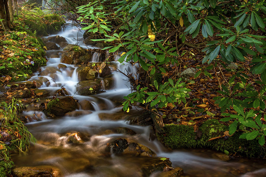 Woodland Falls Photograph by David Shaffer