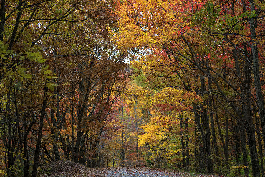 Woodland Lanes Photograph by Ron Jones - Fine Art America