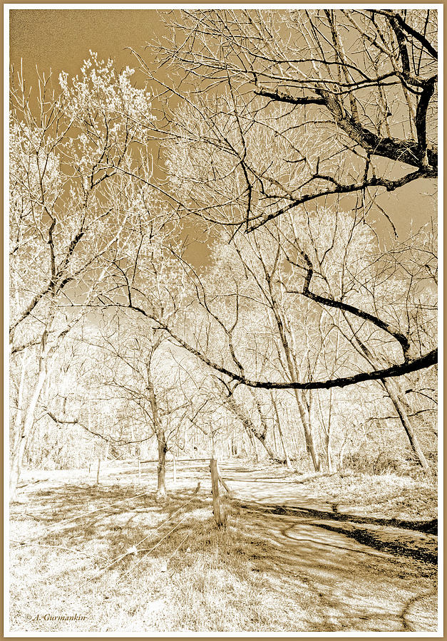 Woodland Path in Early Spring Photograph by A Macarthur Gurmankin