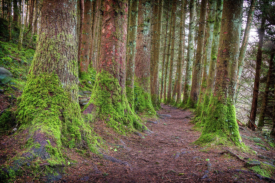 Woodland Path Photograph by Olive Gaughan