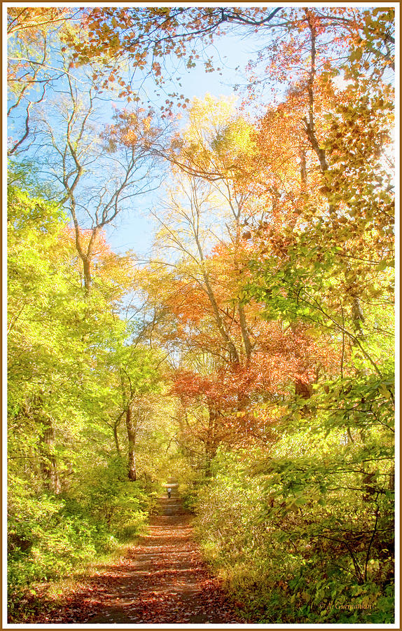 Woodland Path, Pennypack Ecological Trust, Pennsylvania, Autumn Photograph by A Macarthur Gurmankin