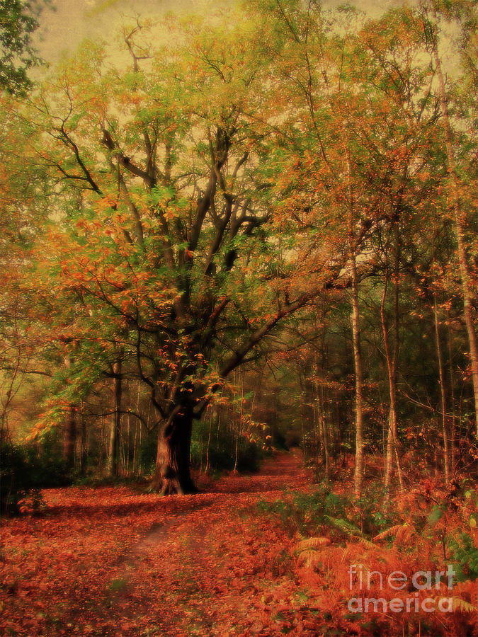 Woodland Path, Sandringham Photograph